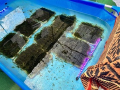 Caulerpa lentillifera