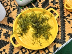 Caulerpa lentillifera