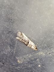 Pseudacrobasis tergestella