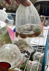 Phyllanthus fluitans