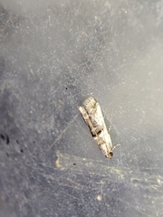 Pseudacrobasis tergestella