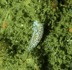 Antiopella capensis