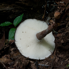 Amauroderma trichodermatum