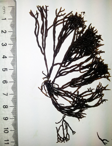 Hildenbrandiaceae