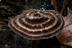 Amauroderma trichodermatum