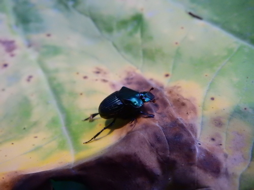Phanaeus endymion
