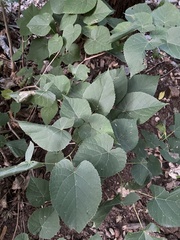 Tilia miqueliana