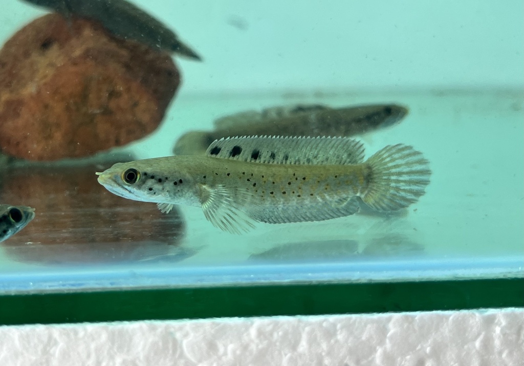 Ornate Snakehead