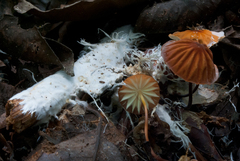 Marasmius rhabarbarinus