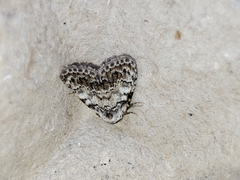 Meganola strigula