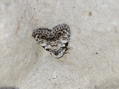Meganola strigula