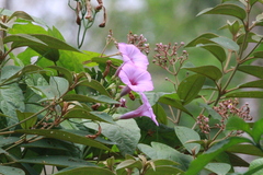 Ipomoea splendor-sylvae