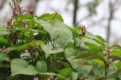 Ipomoea splendor-sylvae