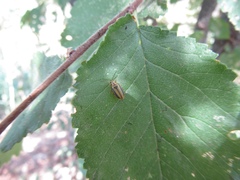 Xanthogaleruca luteola