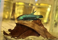 Betta mahachaiensis