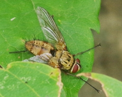 Dexia rustica