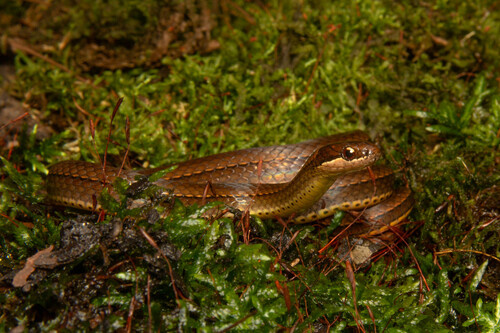 Dibernardia affinis