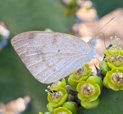 Colotis antevippe gavisa