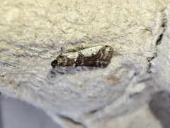 Pseudacrobasis tergestella