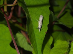 Culladia hastiferalis