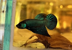 Betta mahachaiensis