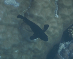 Neoglyphidodon melas