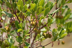 Arbutus unedo
