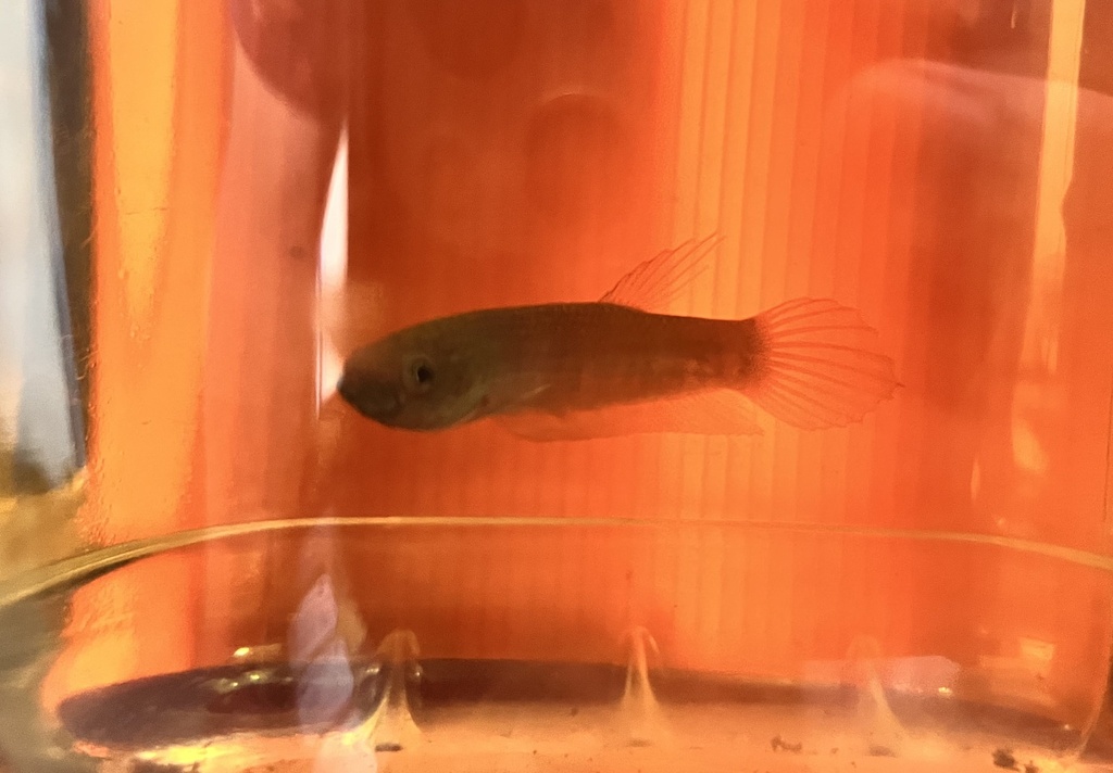 Combattant tigre / Betta de Patot (Betta patoti)