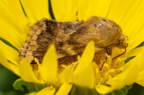 Erigeron Flower Moth photo 2