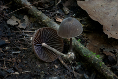 Cordisporae