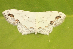 Scopula pulchellata agg