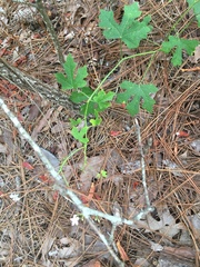 Cnidoscolus stimulosus