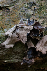 Auricularia nigricans