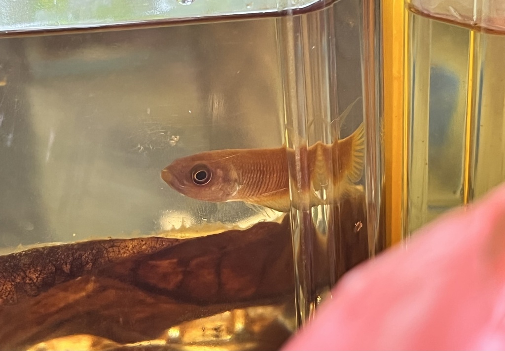 Omega Betta