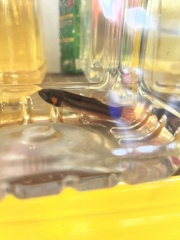 Betta macrostoma