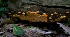 Rigidoporus microporus