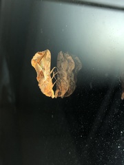 Oraesia emarginata