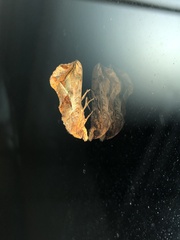 Oraesia emarginata