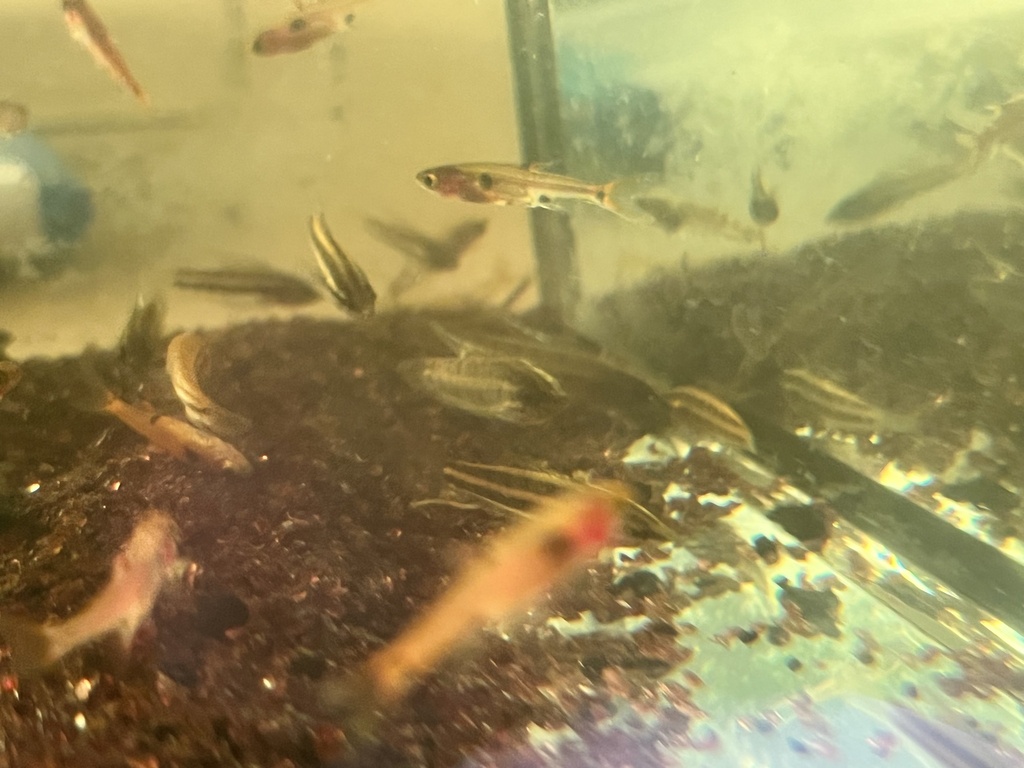 Gourami réglisse d'Allan (Parosphromenus allani)