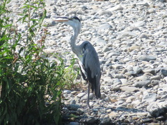 Ardea cinerea