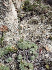 Artemisia cuspidata