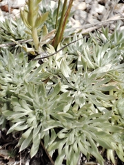 Artemisia cuspidata