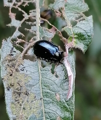 Chrysomela lapponica