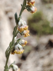 Artemisia cuspidata