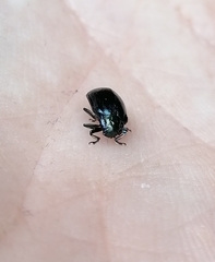 Chrysomela lapponica