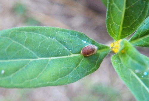 Dioprosopa clavata