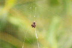 Thelacantha brevispina