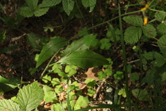Hieracium subpellucidum