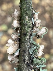 Parmeliaceae