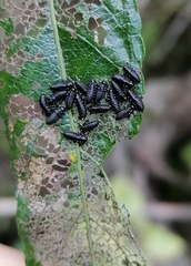 Chrysomela lapponica